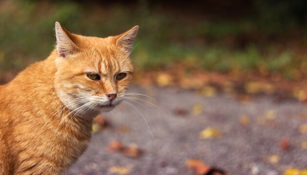 A homeless red cat sits on a background of autumn leaves. Place for text