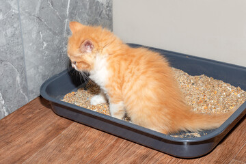a small red kitten poops in a cat litter box with sand. Potty training a kitten.