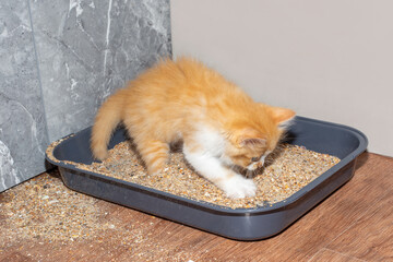 red kitten rakes sand in the cat litter box. Potty training a kitten.