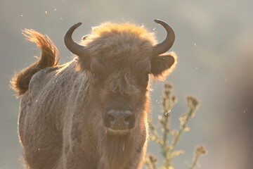 Portrait of European bison bovid
