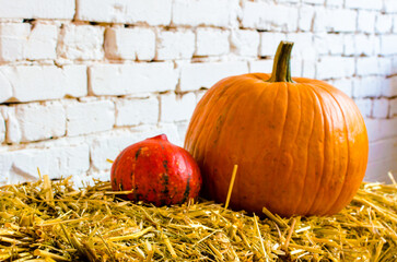 Orange pumpkins on a white wall