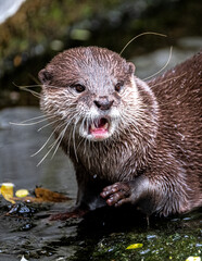 Oriental Small-Clawed Otter (Aonyx cinerea)