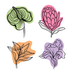 Vector line black illustration graphics flowers: lily, poppy, protea, green anthurium colors stains.