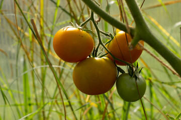 Growing tomatoes hanging on branch, warm colors, horizontal photo on blurred background. Yellow, orange and green vegetables, organic farm product. Farming and agriculture