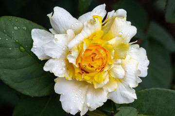 Flowering ‘Chantilly Cream’ Hybrid Tea Rose