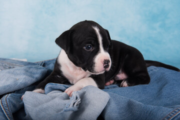 Black and white American Staffordshire Terrier dog or AmStaff puppy on blue background