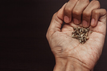 hands holding grape seeds on isolated wooden background. Home garden planning concept. top view to fill