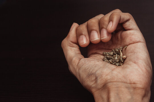 hands holding grape seeds on isolated wooden background. Home garden planning concept. top view