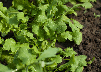 lettuce growing in the garden