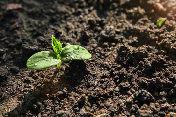 The first germinal leaves of a young cucumber close-up grow in the soil.