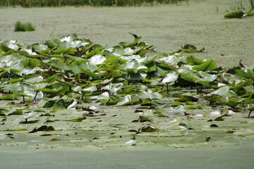 Obraz na płótnie Canvas Small Swamp Pond In Tampa Florida. 