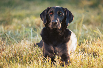 Black mixed breed dog portrait in nature at beautiful sunset