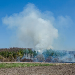 Large-scale forest fire. Burning field of dry grass and trees. Thick smoke against blue sky. dangerous effects of burning grass in fields in spring and autumn.