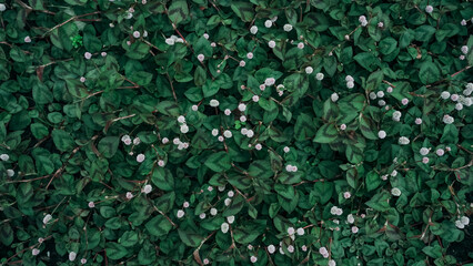 Polygonum capilatum, highlander, an annual, groundcover plant, a liana from the buckwheat family