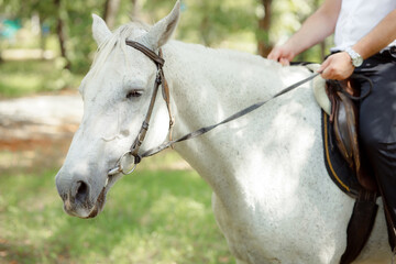 White Andalusian stallion horse on a natural green background. Close-up portrait of a horse in ammunition: bridle, saddle, saddle pad. Equestrian sport concept. A man in a suit rides a white horse.