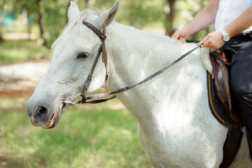White Andalusian stallion horse on a natural green background. Close-up portrait of a horse in ammunition: bridle, saddle, saddle pad. Equestrian sport concept. A man in a suit rides a white horse.