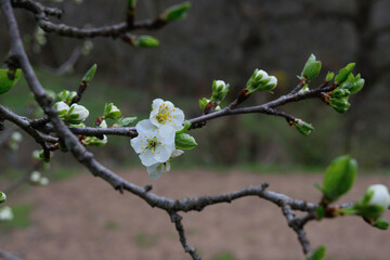 blossom in spring