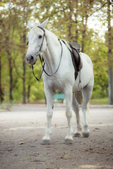 Obraz na płótnie Canvas White Andalusian stallion horse on a natural green background. Close-up portrait of a horse in ammunition: bridle, saddle, saddle pad. Equestrian sport concept.