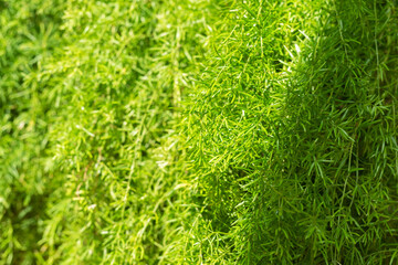 Asparagus densiflorus sprengeri plant close-up