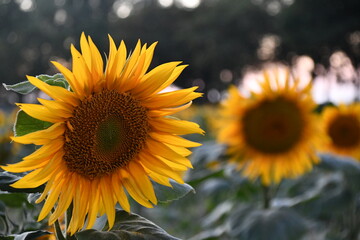 Summer Sunset Sunflower Field