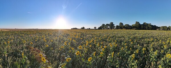 Summer Sunset Sunflower Field