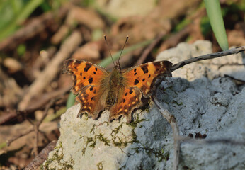 Butterfly on flower close up