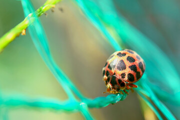てんとうむし
Landy bug