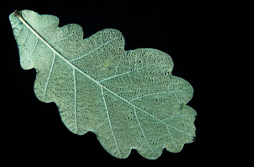 Oak leaf closeup with water drops isolated on dark background.