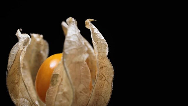 Closeup of single physalis rotating and dark background.