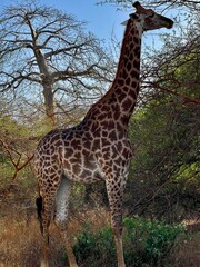 Giraffe in the trees at the zoo
