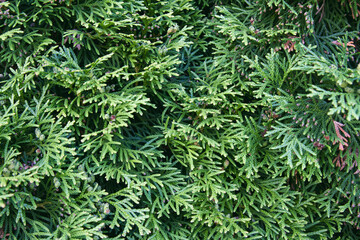 Close up of cedar hedge branches; pattern or background texture of cedar shrub branches