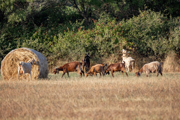 Fototapeta na wymiar A group of goats grazing in the field
