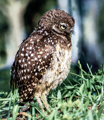 Cute Southern Florida nine-inch-tall Burrowing Owls