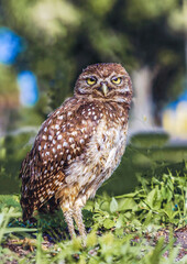 Adorable South Florida Nine-Inch Burrowing Owl