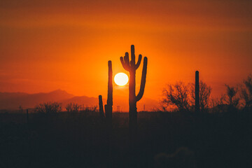 Cactus silhouettes in the Arizona mountains