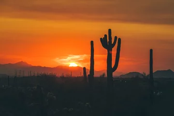 Foto op Canvas Cactussilhouetten in de bergen van Arizona © Cavan