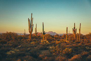 Cactuses in the Arizona mountains