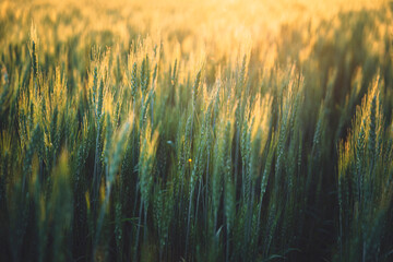 Wheat field, Palouse, Eastern Washington