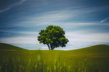 A lonely tree, Palouse, Eastern Washington