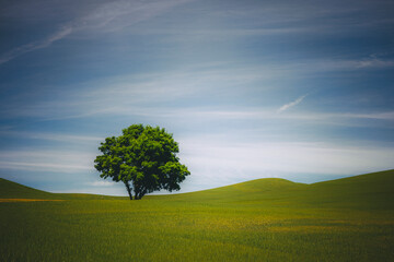 Fototapeta na wymiar A lonely tree, Palouse, Eastern Washington