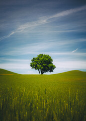 A lonely tree, Palouse, Eastern Washington