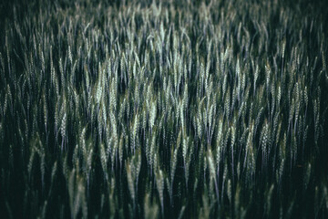 Wheat field, Palouse, Eastern Washington