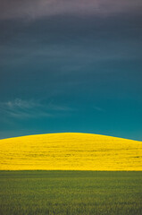 Obraz premium Yellow and green fields, Palouse, Eastern Washington