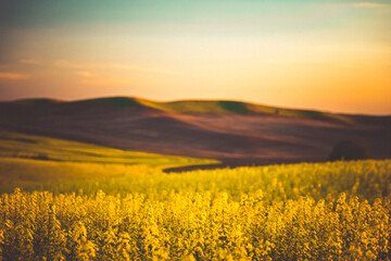 Canola field, Palouse, Eastern Washington