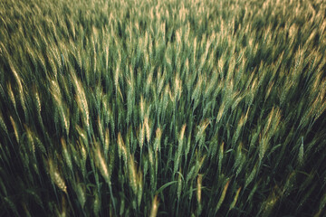 Wheat field, Palouse, Eastern Washington