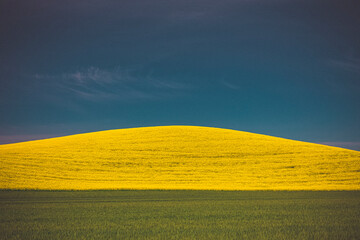 Yellow and green fields, Palouse, Eastern Washington