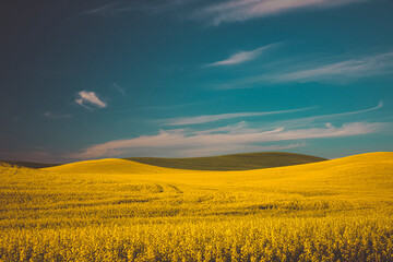 Yellow and green fields, Palouse, Eastern Washington