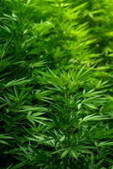 a field of cannabis on a farm during a sunny afternoon