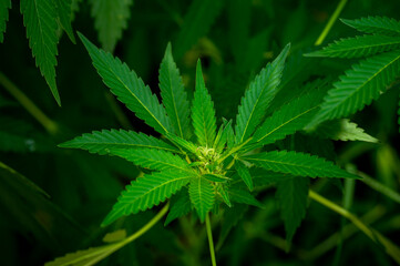 Fototapeta na wymiar a small bud on a green cannabis plant