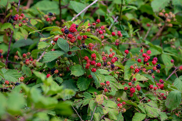 Obraz premium Selective focus of wild red blackberries about to ripe, Unripe blackberry in the forest, Rubus is a large and diverse genus of flowering plants in the rose family, Rosaceae, Health benefits of berries